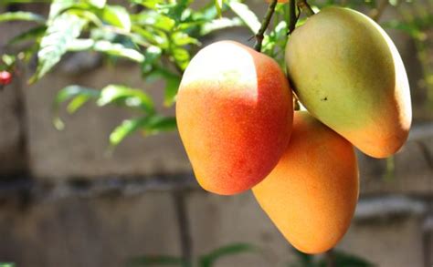 Cómo Sembrar Mango Guía Paso a Paso