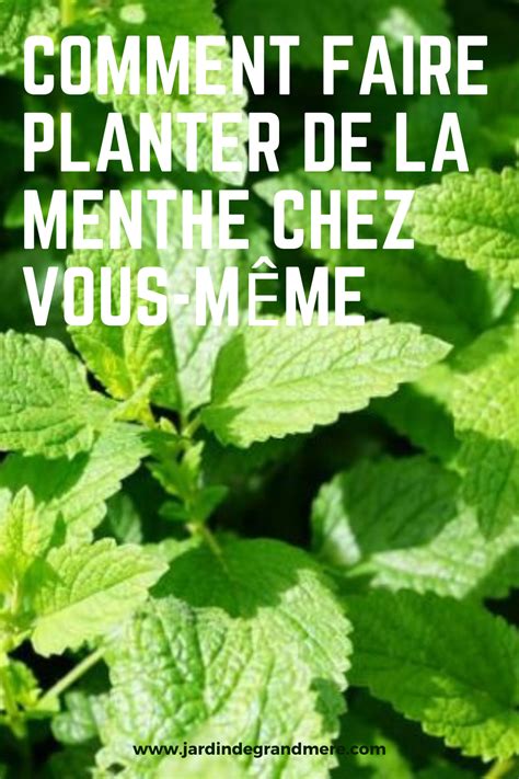 Comment faire planter de la menthe chez vous même Planter menthe