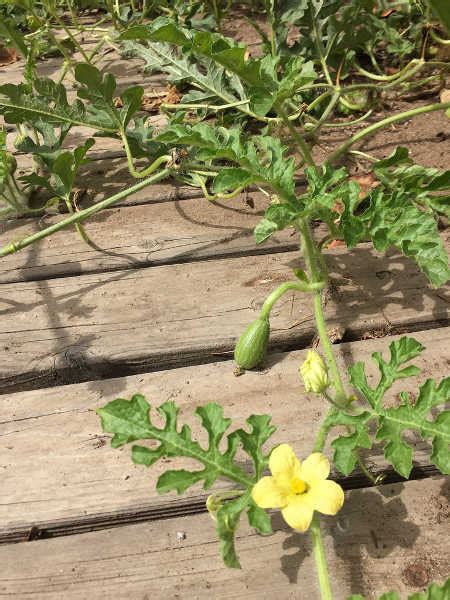 How To Grow Watermelon Summers Bounty Epic Gardening