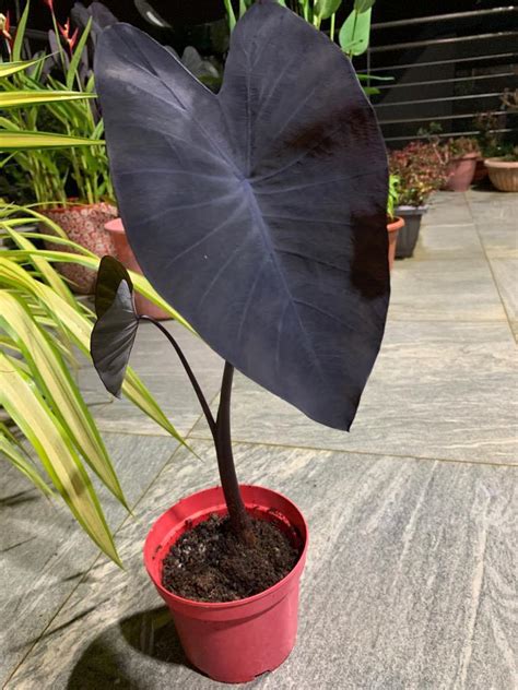 Black Elephant Ear Plant Samitriana