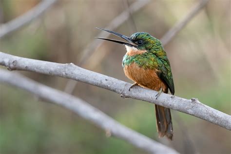 Foto Ariramba De Cauda Ruiva Galbula Ruficauda Por Hudson Martins