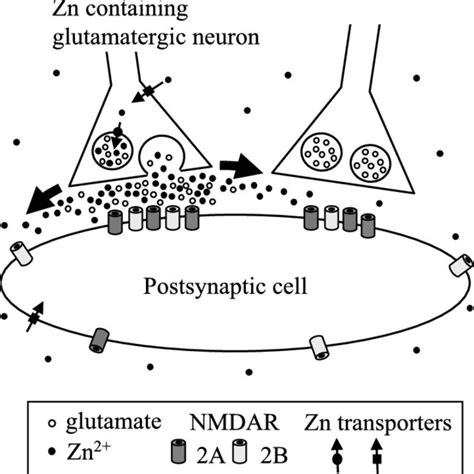 Dual Modulation Tonic And Phasic Of Nmda Receptor Activity By