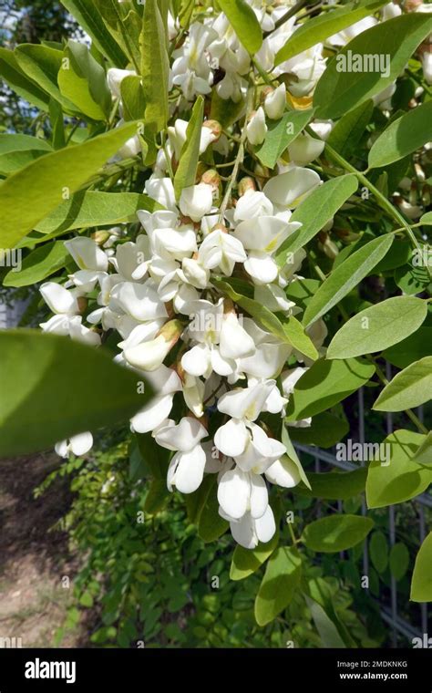 Black Locust Common Locust Robinia Robinia Pseudo Acacia Robinia