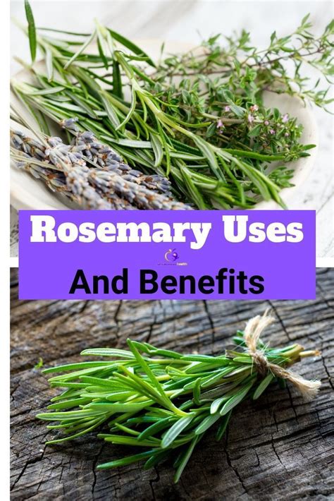 Discover The Amazing Uses And Benefits Of Rosemary