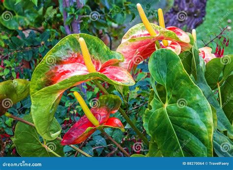 Flores Ex Ticas Tropicais Em Madeira Portugal Foto De Stock Imagem