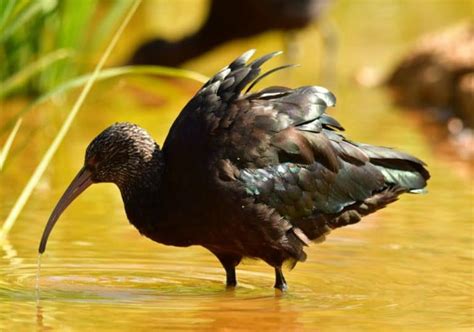 Ibis Symbolism: 11 Spiritual Meanings of Ibis