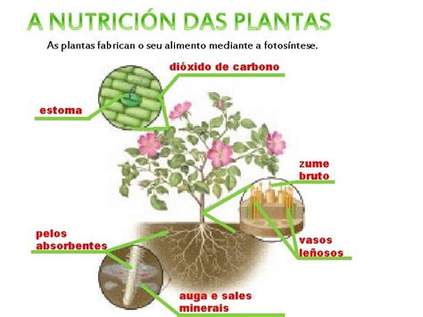 Nome Do Alimento Produzido Pelas Plantas - O REINO DAS PLANTAS AS PLANTAS SON SERES