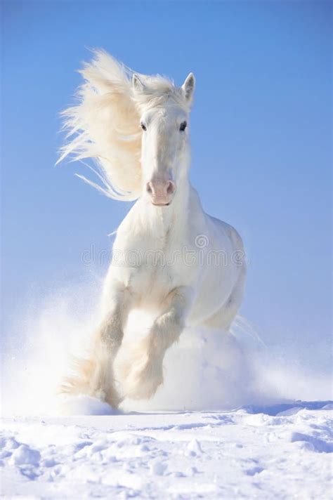 White Horse Stallion Runs Gallop in Front Focus