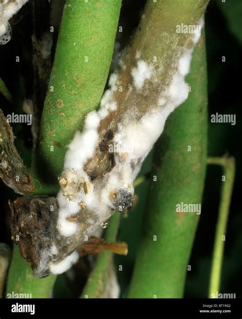 Sclerotinia Sclerotiorum Life Cycle