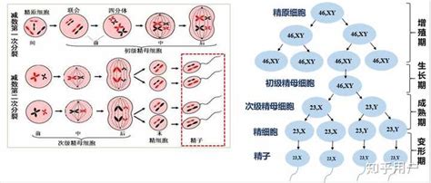 减数分裂形成配子的过程是怎样的？ 知乎