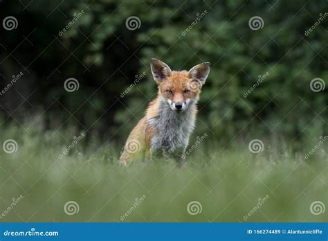 Red Fox Staring At Camera Stock Image Image Of Beautiful 166274489