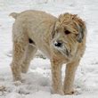 Terrier Irlandais Poil Doux Caract Re Et Ducation Pagesjaunes