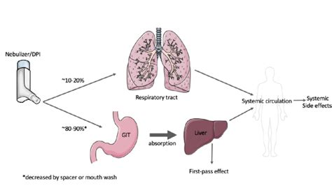 Schematic Overview Of Pharmacokinetics Of Inhaled Drugs Download