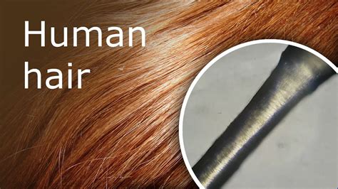 Human Hair Under A Microscope Youtube