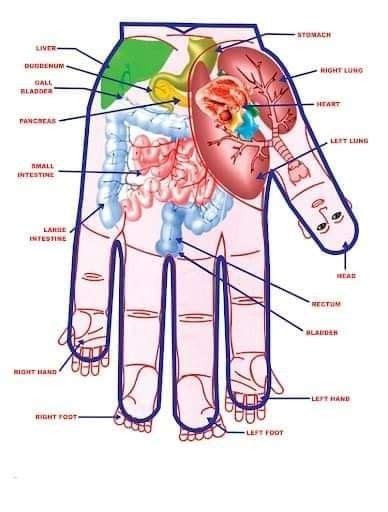 Pin On Su Jok Acupressure Acupressure Therapy Reflexology