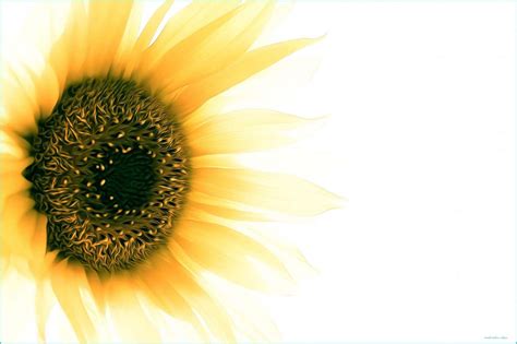 Sunflower Minimalist Wallpapers - Top Free Sunflower Minimalist ...