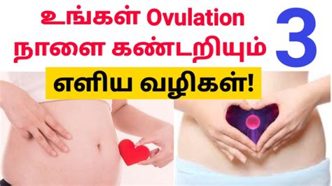 How To Find Ovulation Date In Tamil Karumuttai Vedippu In Tamil