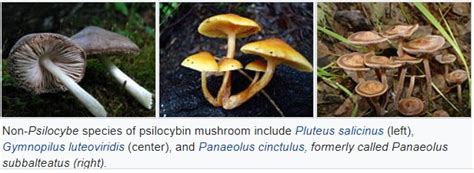 Psilocybin Mushroom - Medicinal Herb Info