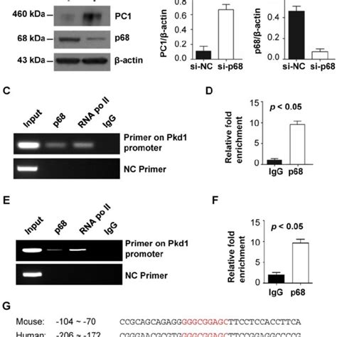 P68 Represses Pkd1 Expression By Binding To The Pkd1 Promoter A The