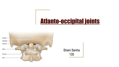 Solution Atlanto Occipital Joints Studypool