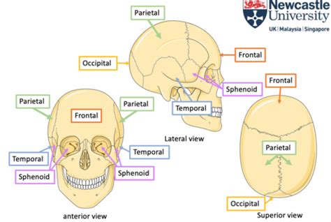 Skull Flashcards Quizlet