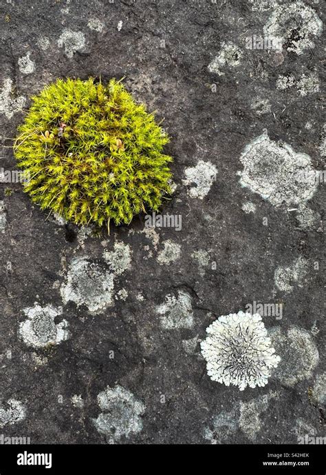 Moss And Lichen Growing On A Grey Stone Stock Photo Alamy