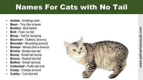 Names For Cats With No Tail With Meaning Pet Names Vocab