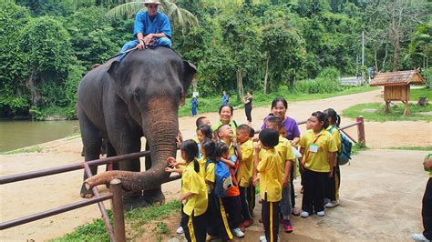 thai elephant conservation centre, thai elephant conservation center ...