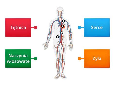 Budowa układu krwionośnego Rysunek z opisami