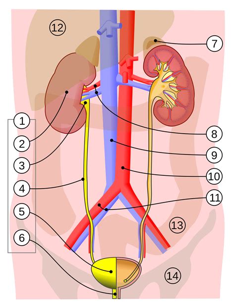 Male Urinary System Diagram Labeled Urinary System