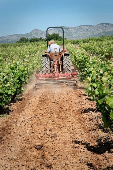 Labour De La Vigne Du Domaine RETY Domaine