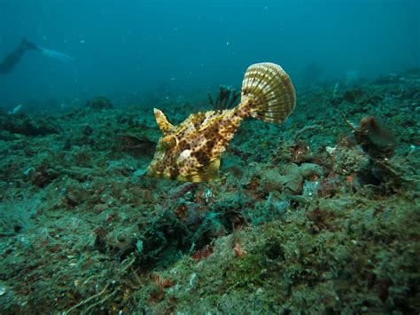 【邪魔なエサ取りに負けない】餌釣りを上手く楽しむやり方 釣りの知恵袋