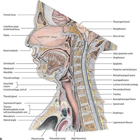 Anatomy Of Nasopharynx Anatomy Book