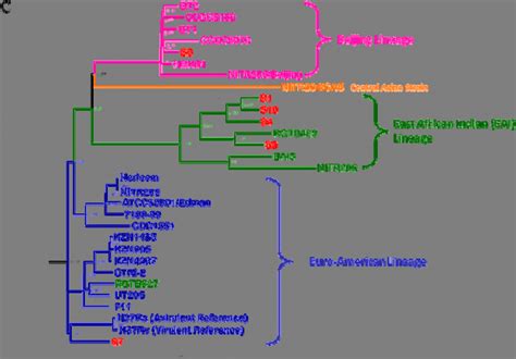 Comparative genome sequence analysis of the new clinical Mycobacterium ...