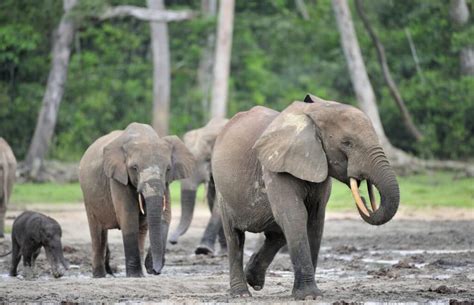 Elephant Conservation Helps Fight Climate Change - Wildlife ...