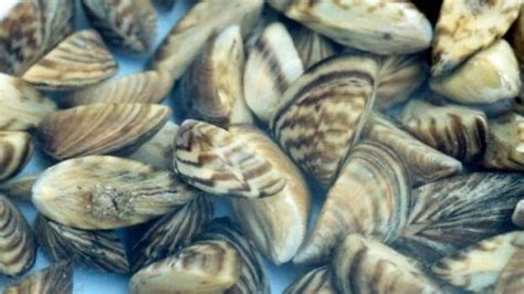 Zebra mussels found in Lake Winnipeg | CBC News