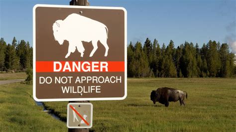 Yellowstone tourist tries to pet bison until Park Ranger intervenes ...