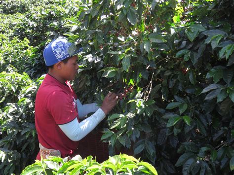 Photos of Coffee Growing & Picking in Costa Rica