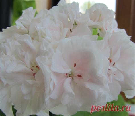 Королевская герань: сорта, выращивание, уход, размножение, обрезка ...