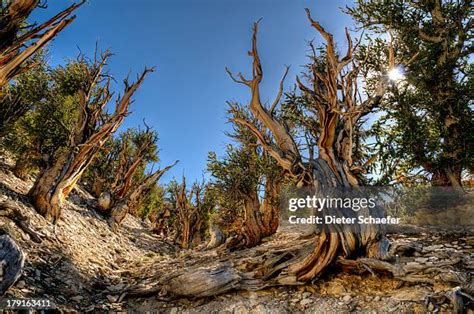 76 Methuselah Tree Stock Photos, High-Res Pictures, and Images - Getty Images