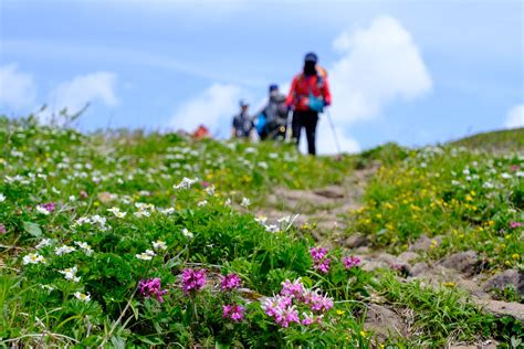 雲上のお花畑、千紫万紅の焼石岳 Foresterさんの焼石岳・兎森山・鷲ヶ森山の活動データ Yamap ヤマップ