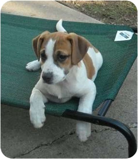 Beagle Boxer Mix Puppy Pictures