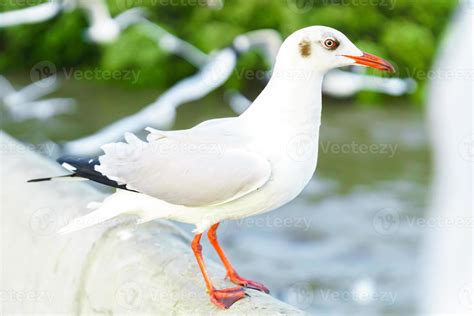 Flock of seagulls in nature 7992556 Stock Photo at Vecteezy