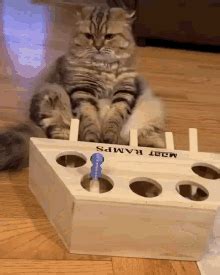 Cat Sleep Cat Sleep Discover Share Gifs