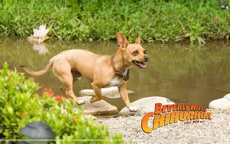 Beverly Hills Chihuahua - Beverly Hills Chihuahua Wallpaper (41602047 ...