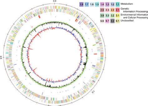 Circular Representation Of The K Rhizophila Chromosome From Outside