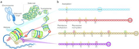 Chromatin structure and histone modifications at N-terminal histone ...