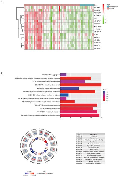 The Expression Of M 6 A Rna Methylation Regulators And The Functional