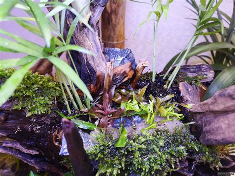 Wabi Kusa Waterfall Flowgrow Aquascape Aquarium Database