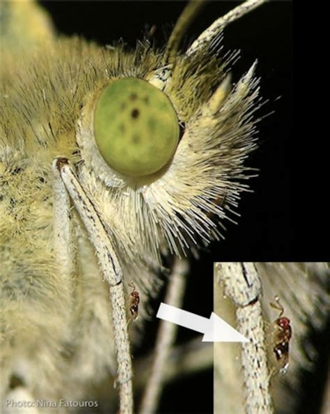 Parasitic wasps hitchhike on butterflies by smelling for chemical